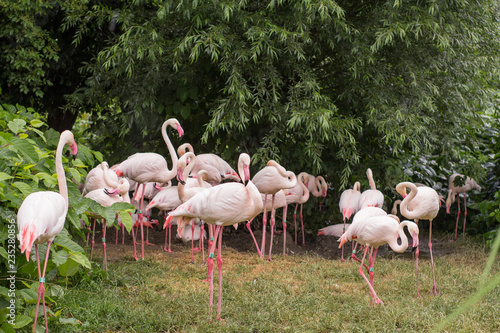 group of flamingo birds in the zoo	