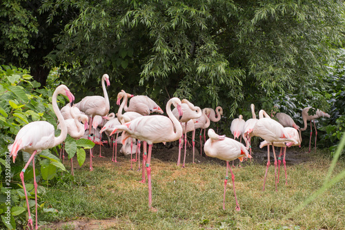 group of flamingo birds in the zoo 