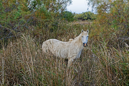 Fototapeta Naklejka Na Ścianę i Meble -  Cheval Camarguais