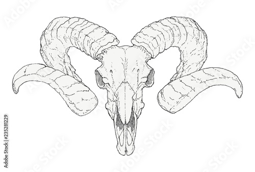 Hand-drawn Goat skull