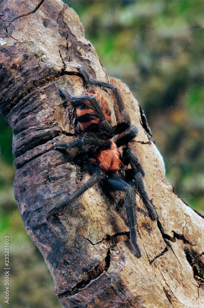 Rote Tigervogelspinne (Davus fasciatus) - Costa Rican tiger rump Stock