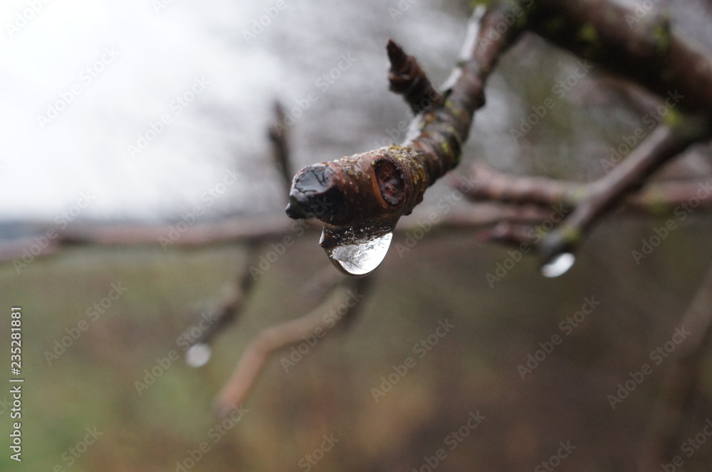 Fototapeta premium drops on the tree,ature, insect, spider, macro, animal, green, tree, branch, wildlife, brown, leaf, spring, closeup, close-up, bug, bud, wild, plant, fauna, wood, small, wire, predator