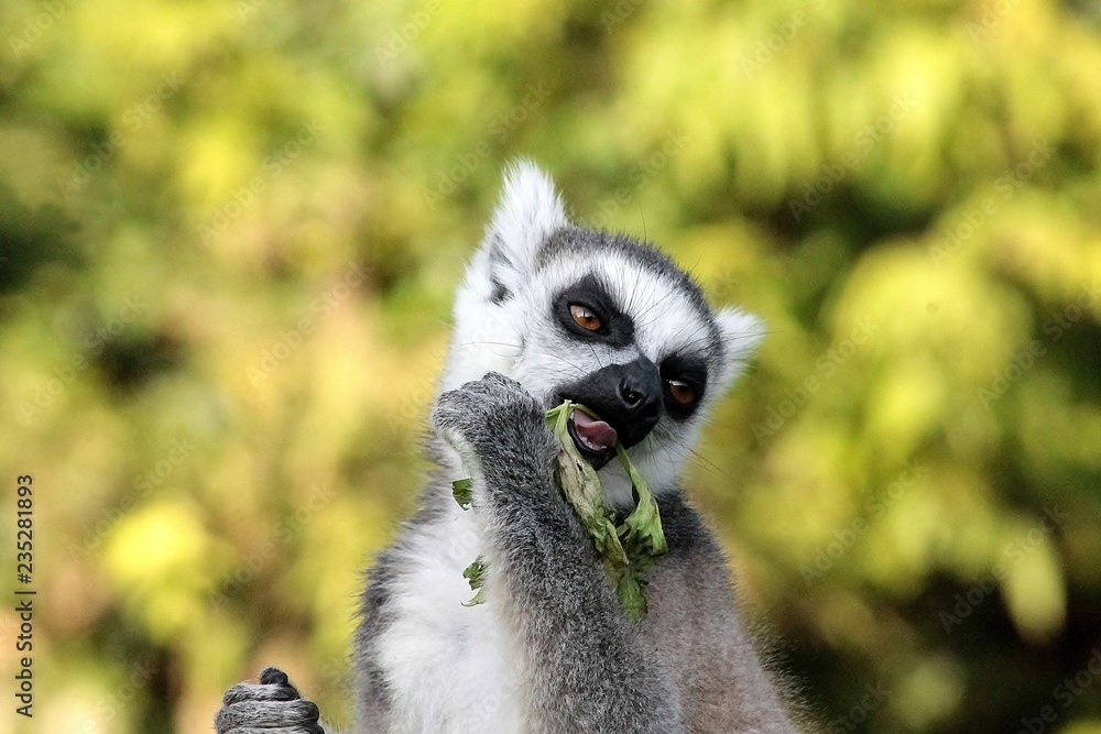 Lemure che mangia