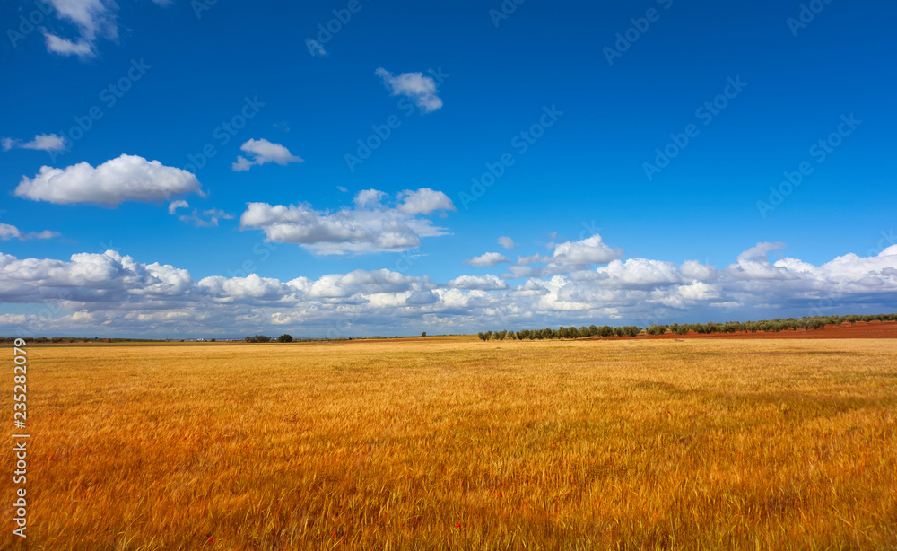 Castile La Mancha cereal fields in Cuenca