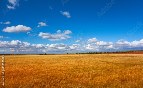 Castile La Mancha cereal fields in Cuenca