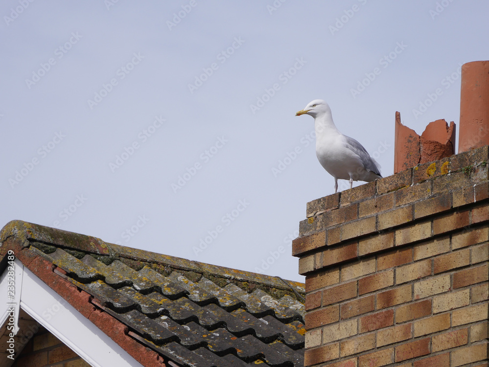 Seagull on roof of house, by chimney Seagull on roof of house, by chimney