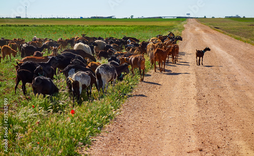 Foto Goats and sheeps flock Castile La Mancha