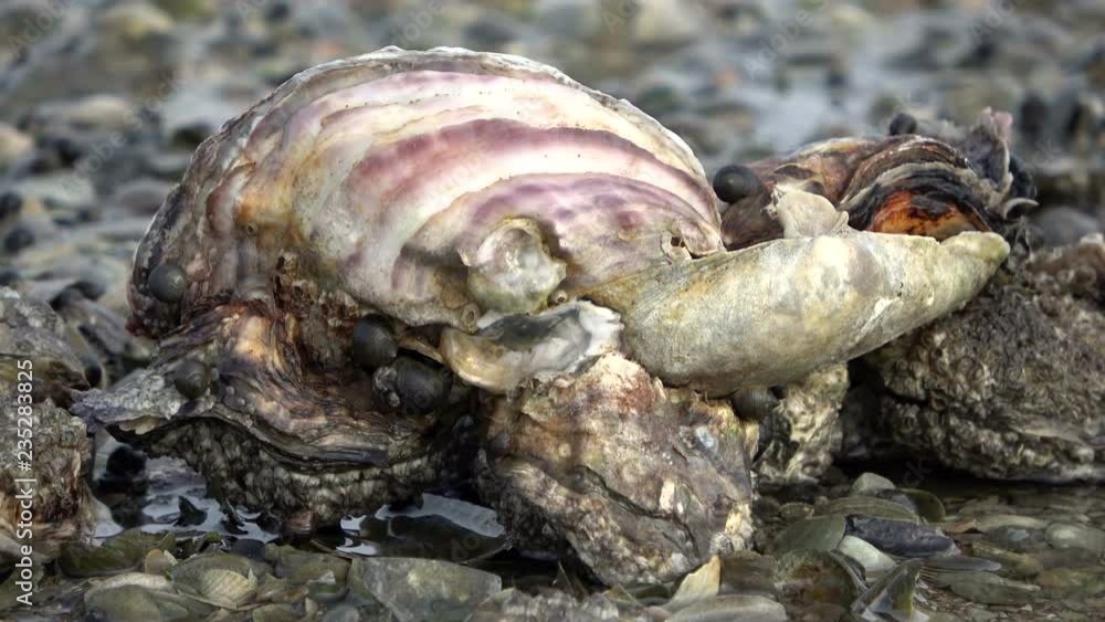 Muschelbank und Pazifische Austern im Wattenmeer Muschelbank und Pazifische Austern im Wattenmeer