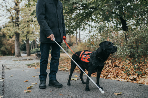 Guide dog helping blind man in park. photo