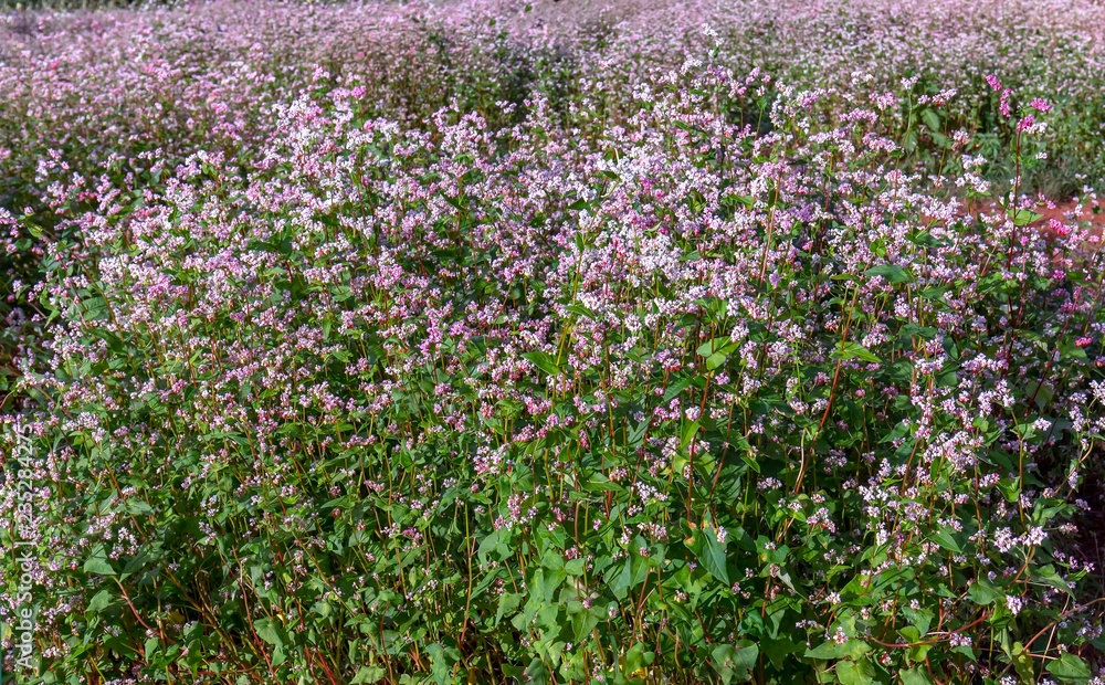Buckwheat flowers in the field. This flower is white when the sun shines on them turn pink to make food as wheat Buckwheat flowers in the field. This flower is white when the sun shines on them turn pink to make food as wheat