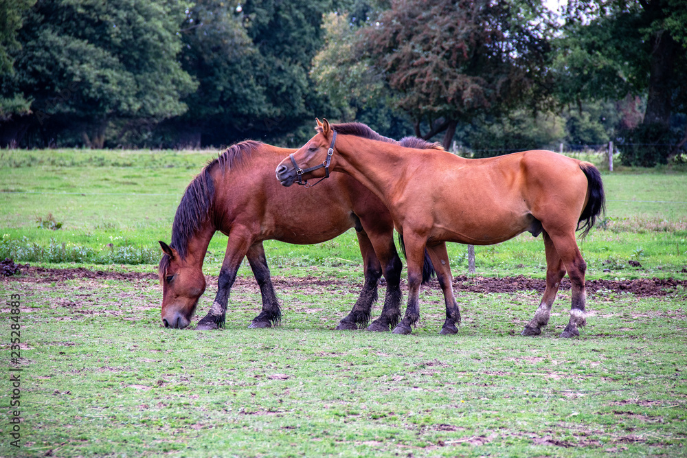 Chevaux de selle français dans la prairie Chevaux de selle français dans la prairie