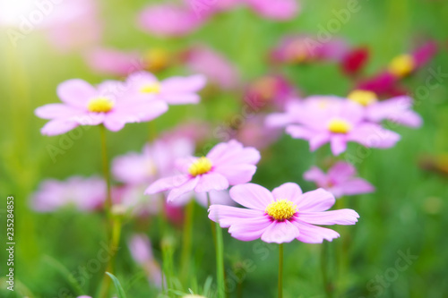 cosmos pink blooming flower with green leaves or leaf on nature garden or beautiful meadow and winter blossom or flora festival with warm sunny or sunlight on horizontal picture