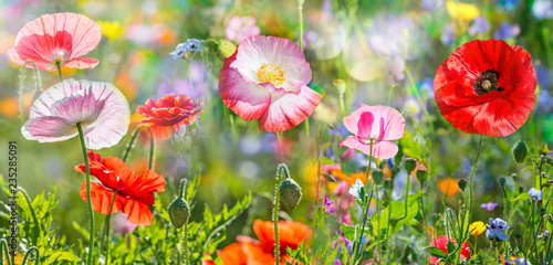 summer meadow with red poppies