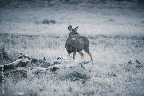 Fototapeta Naklejka Na Ścianę i Meble -  Jelonek