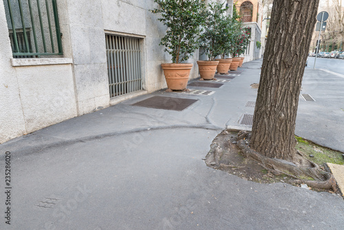 Urban problem with tree roots. Sidewalk in the city of Milan, Italy