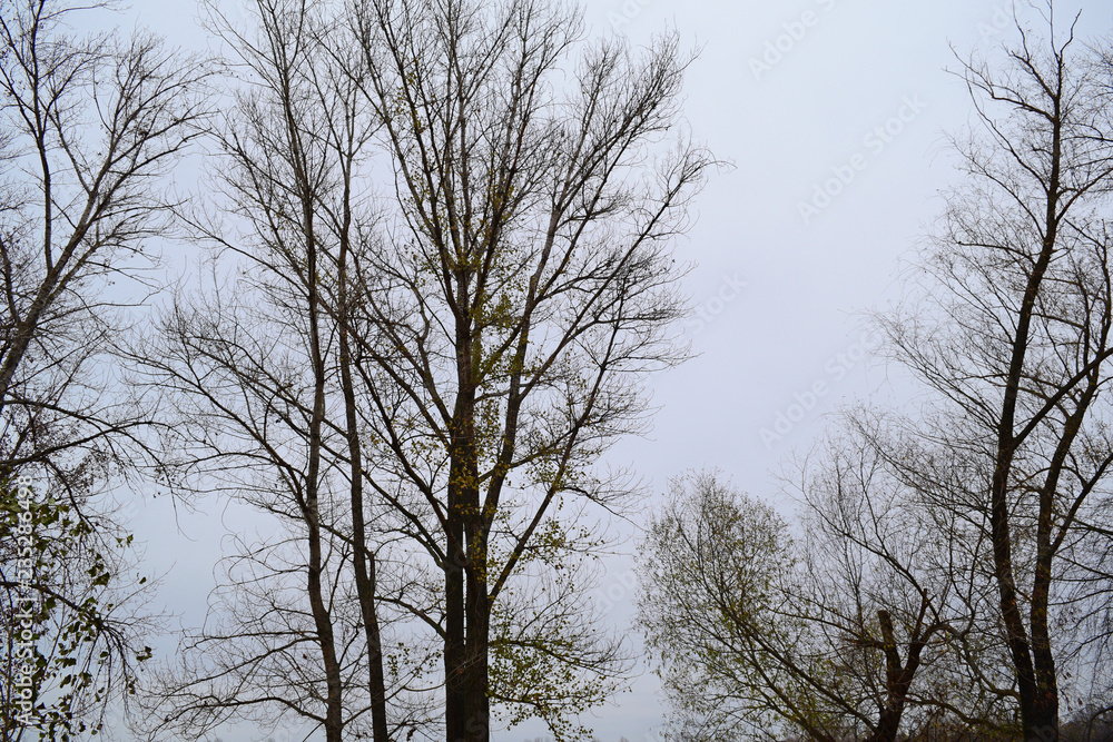 Dry dark trees against a cloudy sky. Background, texture. Dry dark trees against a cloudy sky. Background, texture.