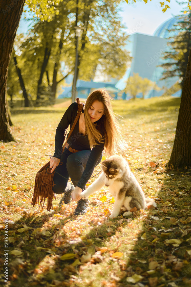 young beautiful brown haired girl is training puppy of husky young beautiful brown haired girl is training puppy of husky