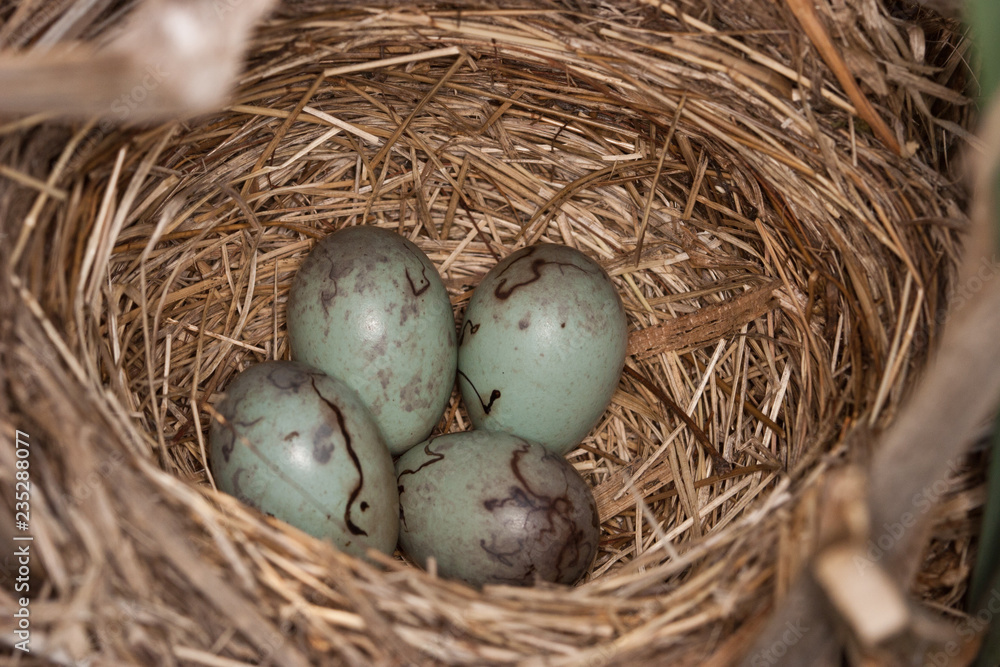 Red-winged Blackbird nest and eggs taken in central MN in the wild Red-winged Blackbird nest and eggs taken in central MN in the wild
