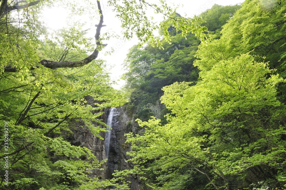 Fototapeta premium 丹沢山地 早戸大滝