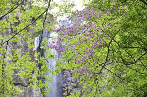 新緑の早戸大滝