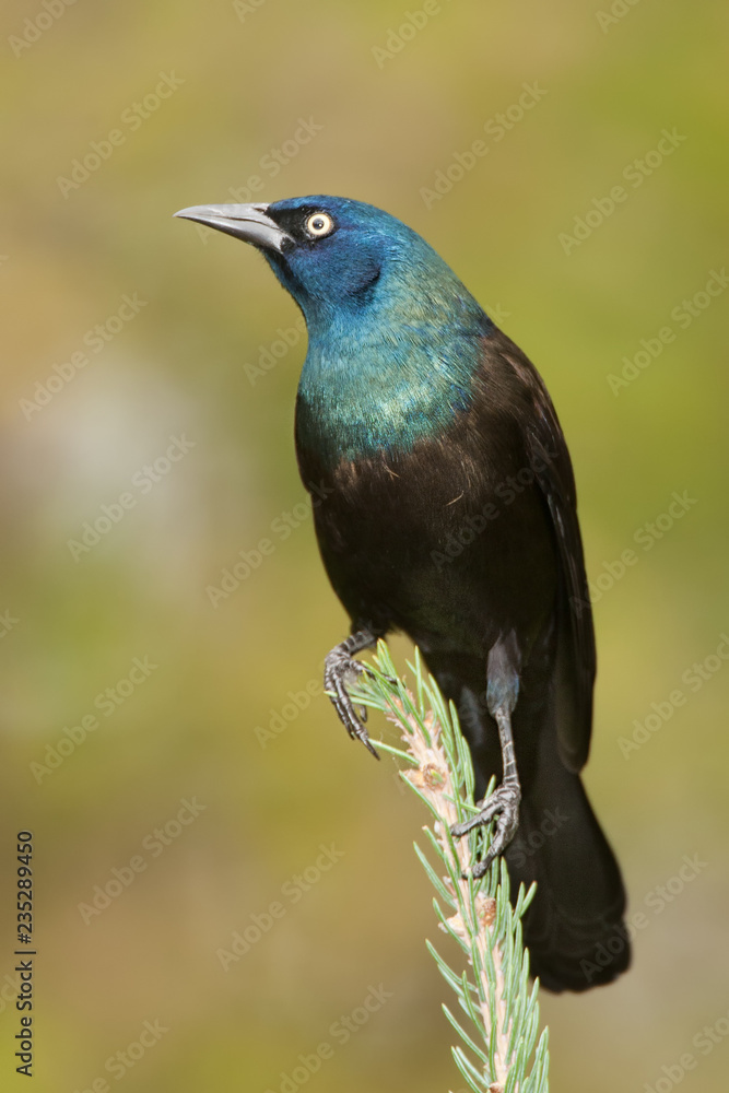 Obraz premium Common Grackle taken in central MN in the wild