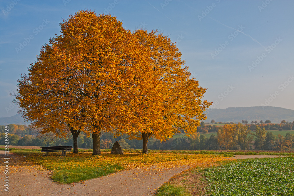Herbstbäume mit Bank und Findling