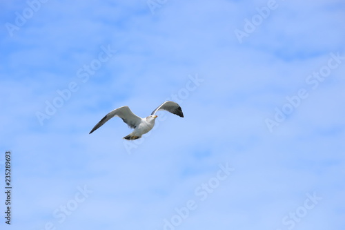 ウミネコ　成鳥　Black-tailed gull