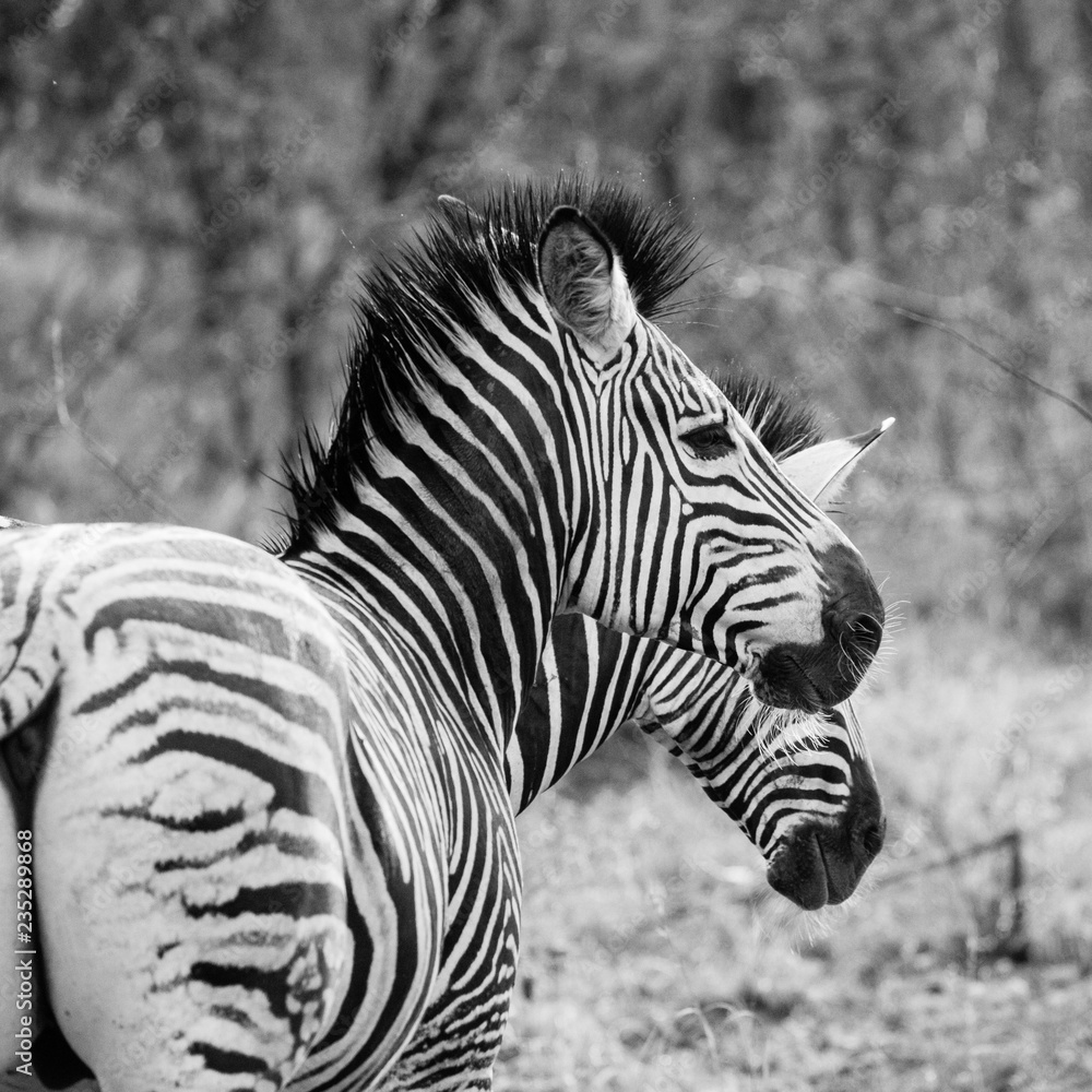 Fototapeta premium ein Zebra Paar in Südafrika