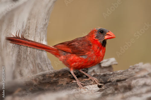 Northern Cardinal male molting head feathers taken in southern MN in the wild