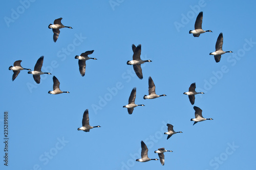 Canada Goose flight taken in southern MN in the wild © Stan
