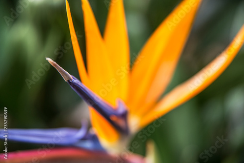 Bird of Paradise