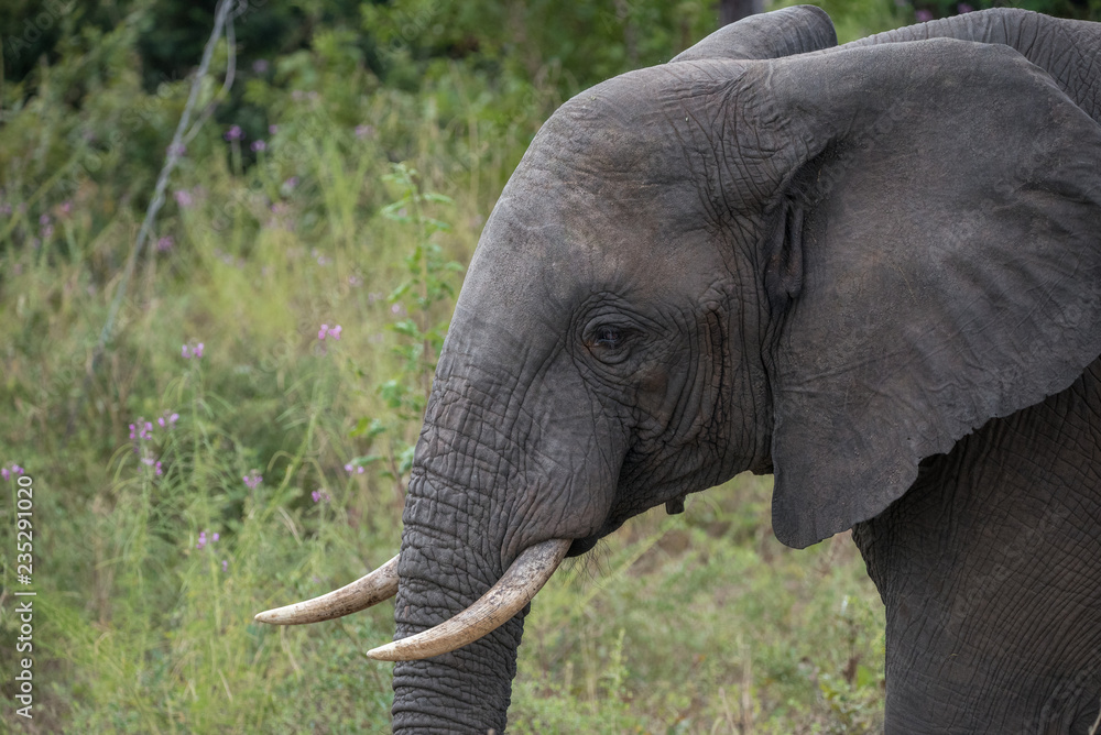 Obraz premium African Elephant