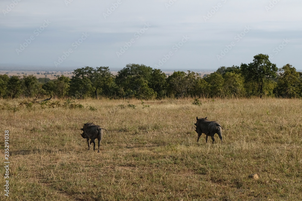 The dispute of two females of wild boar Tanzania Africa