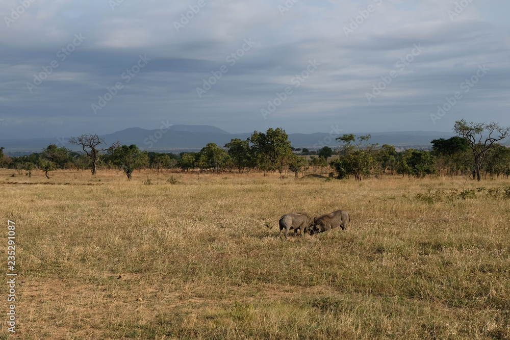 The dispute of two females of wild boar Tanzania Africa The dispute of two females of wild boar Tanzania Africa