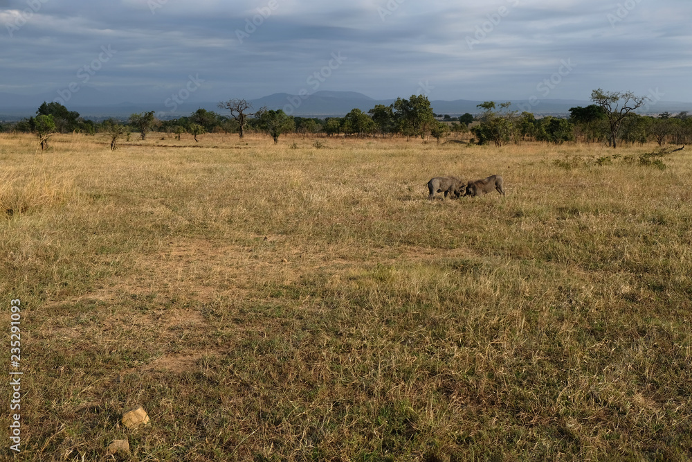The dispute of two females of wild boar Tanzania Africa The dispute of two females of wild boar Tanzania Africa