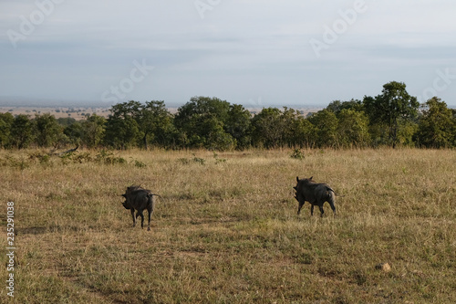 The dispute of two females of wild boar Tanzania Africa © stockmaliavanne