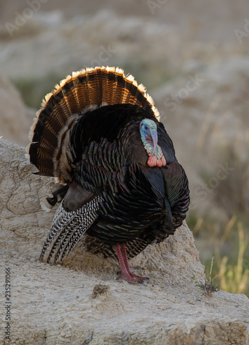 Merriam's Turkey taken in southwestern South Dakota in the wild