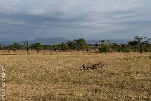 The dispute of two females of wild boar Tanzania Africa