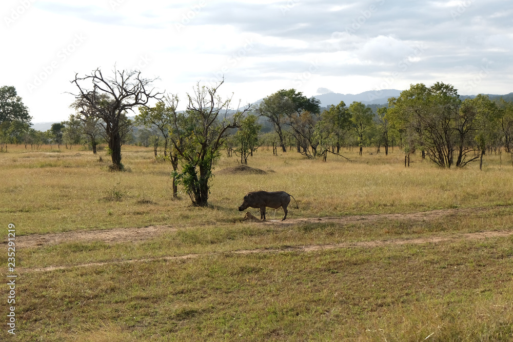 wild boar walks across the field in its natural habitat Tanzania Africa wild boar walks across the field in its natural habitat Tanzania Africa