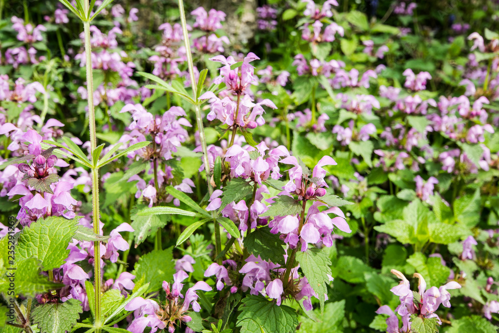 False nettle (lamium maculatum) with pink and white flowers. False nettle (lamium maculatum) with pink and white flowers.