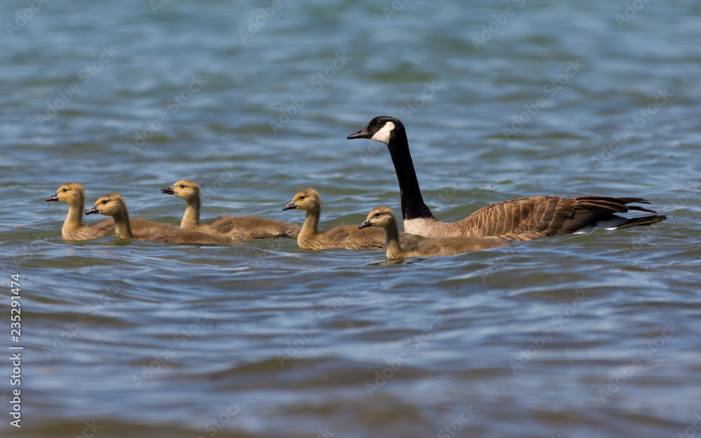 Fototapeta premium Two adult and five young Canada Geese (Branta canadensis) swimming in Grand Traverse Bay, Michigan, USA.