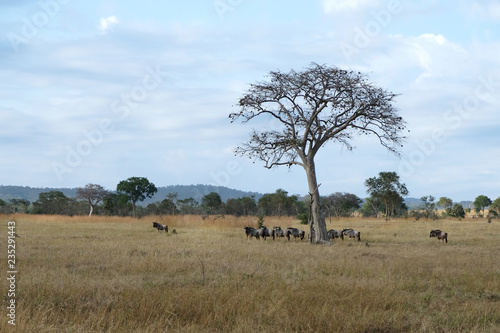 herd of wildebeest in field Tanzania Africa big dry tree