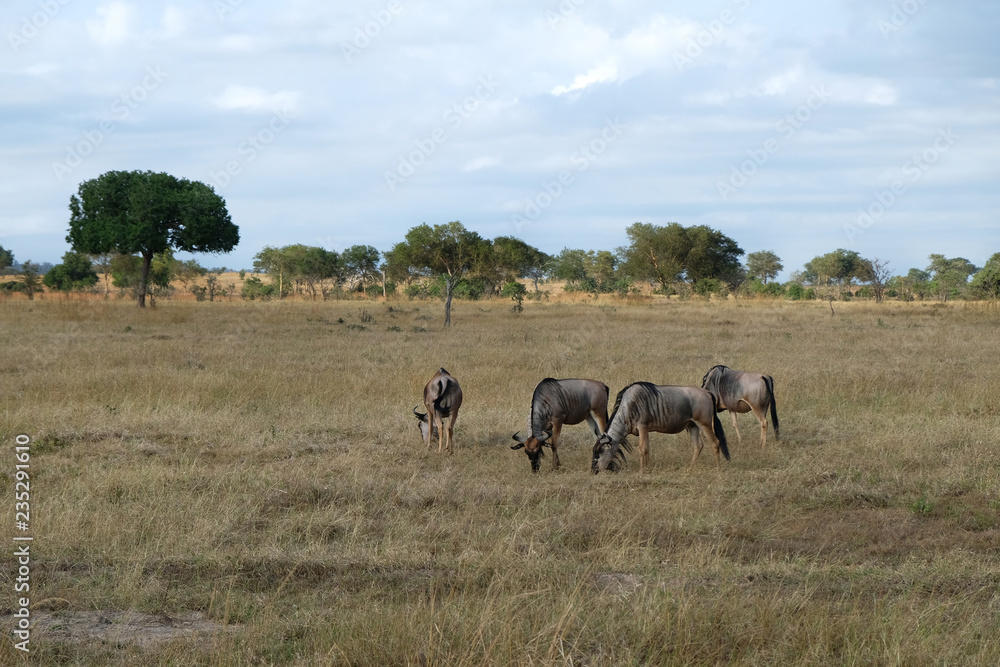 herd of wildebeest in field Tanzania Africa