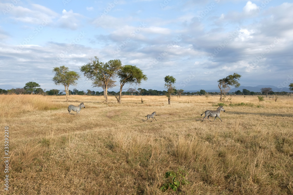 Family of zebras frolics in natural environment Tanzania Africa