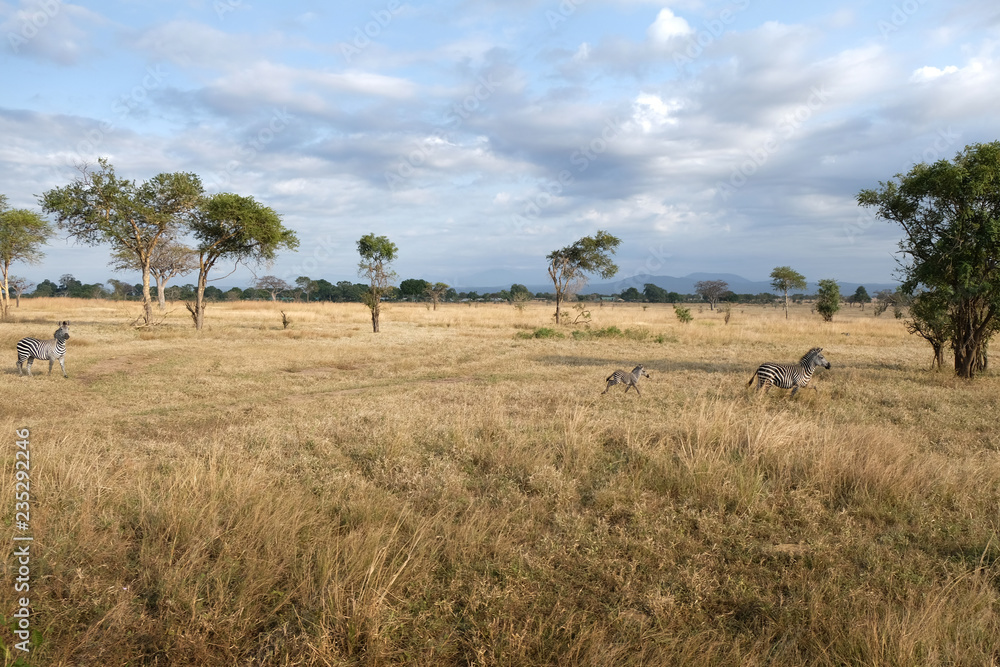 Family of zebras frolics in natural environment Tanzania Africa