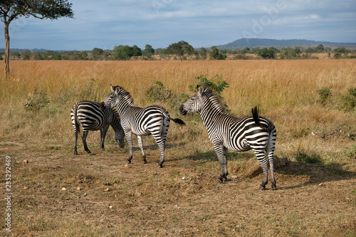 herd of zebras in natural area Tanzania Africa