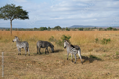 herd of zebras in natural area Tanzania Africa