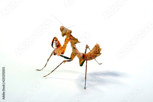 Totes Blatt (Deroplatys desiccata) - giant dead leaf mantis