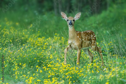 White-tailed Deer fawn in flowers taken in southern MN in the wild