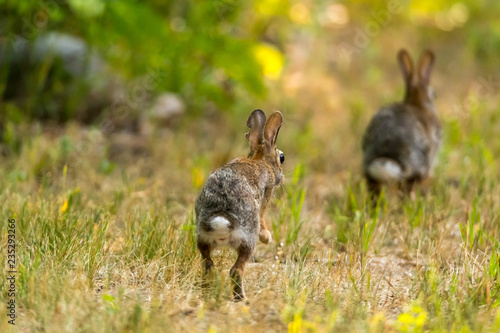 Rear view of a running Eastern Cottontail Rabbit (Sylvilagus floridanus) in Michigan, USA. © Kirk Hewlett